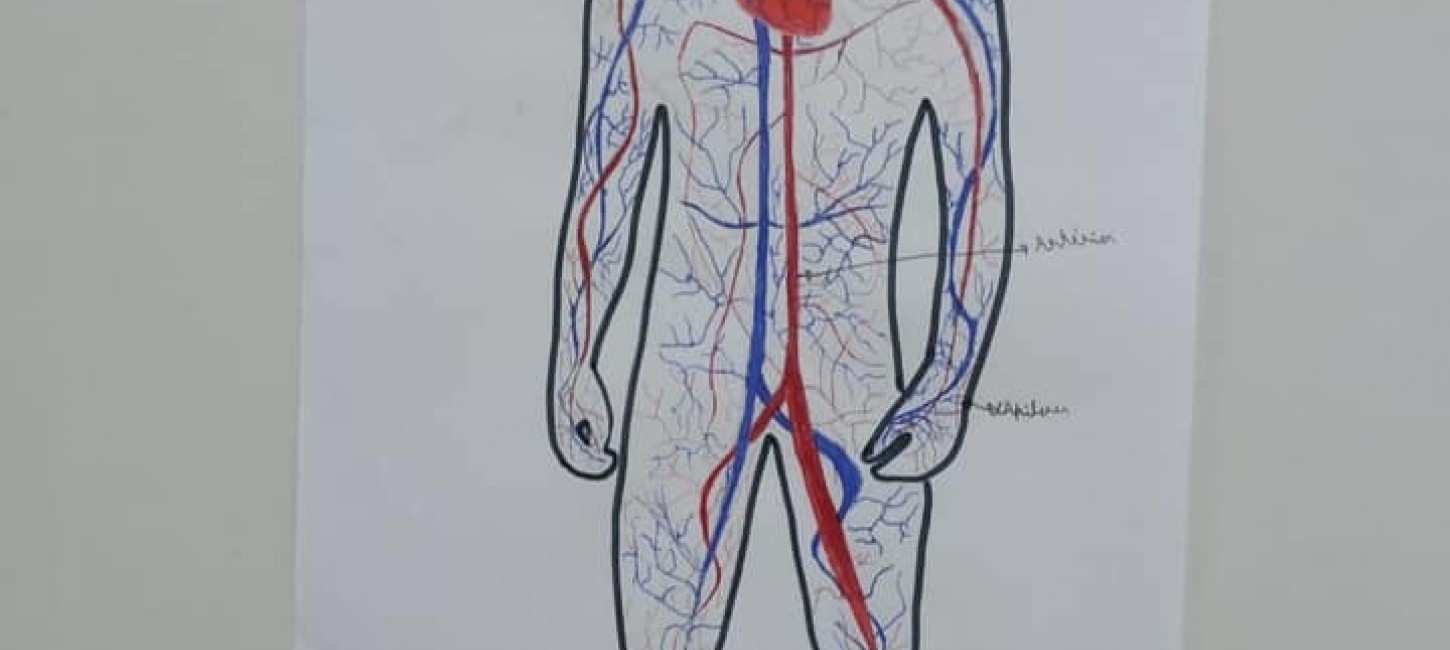 Alunos desenvolvem atividade sobre o corpo humano na Emef São Paulo