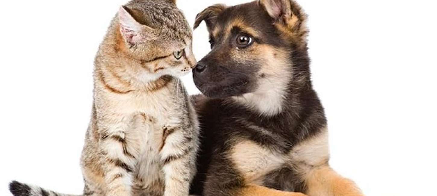 Governo BIG e Gipe cria programa para controle populacional de gatas e cadelas