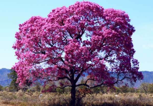 Secretaria de Agricultura, Desenvolvimento Rural e Meio Ambiente realiza plantio de árvores na Associação dos Motoristas de Tapejara